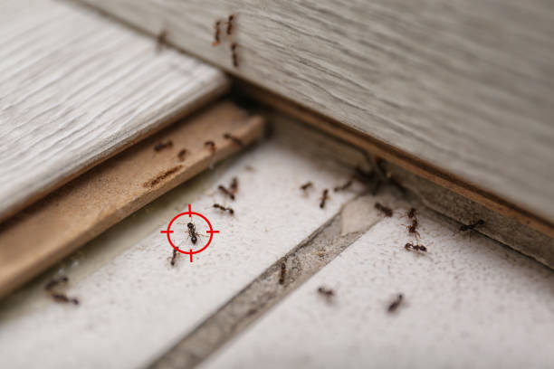 Best Local Pest Control Services  in South Berwick, ME