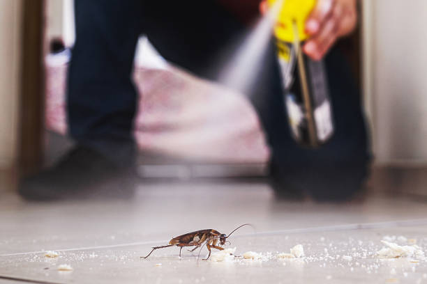 Reliable South Berwick, ME Pest Control Solutions