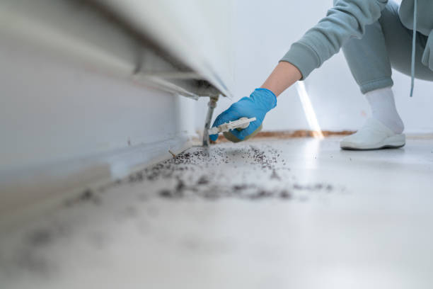 Best Pest Control Near Me in South Berwick, ME